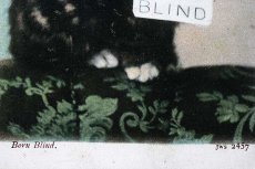 画像5: 〈イギリス〉アンティーク ポストカード 仔猫BORN BLIND (5)