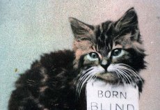 画像3: 〈イギリス〉アンティーク ポストカード 仔猫BORN BLIND (3)