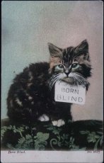 画像1: 〈イギリス〉アンティーク ポストカード 仔猫BORN BLIND (1)
