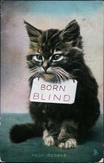 画像1: 〈イギリス〉アンティーク ポストカード 仔猫BORN BLIND (1)