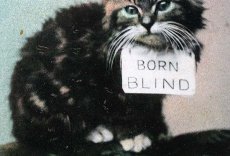 画像4: 〈イギリス〉アンティーク ポストカード 仔猫BORN BLIND (4)